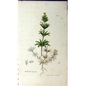    1806 Sowerby Botanical Print Galium Tricorne Plant