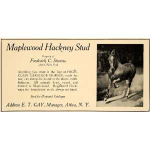 1907 Ad Maplewood Hackney Stud Carriage Horse Attica   Original Print 
