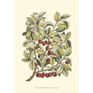  Cherry Tree Branch by Duhamel De Monceau 13x19: Kitchen 