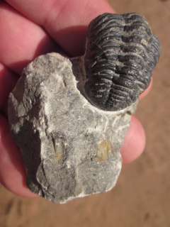   you can buy trilobite fossils with confidence from the Tooth Sleuth