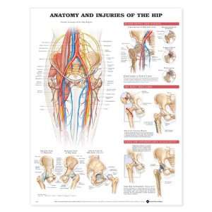  Anatomy and Injuries of The Hip   Paper Health & Personal 