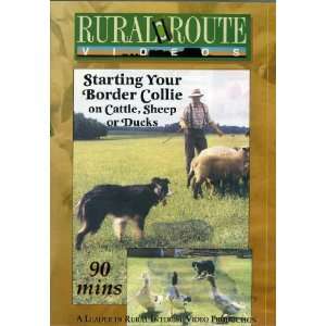  Starting Your Border Collie on Cattle, Sheep or Ducks 