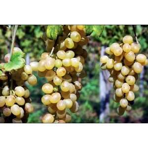  Edelweiss Grape Fruit Vine Seeds: Patio, Lawn & Garden