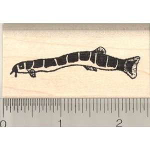  Kuhli Loach Fish Rubber Stamp: Arts, Crafts & Sewing