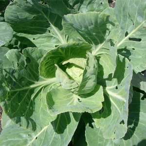  100 Seeds, Cabbage Copenhagen Market (Brassica oleracea 