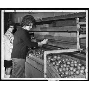  Women at Iris Fruit Corp. sort tomatoes for packing at 