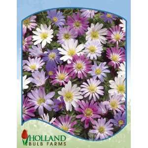   Grecian Windflower Or Mixed Anemone   10 bulbs Patio, Lawn & Garden