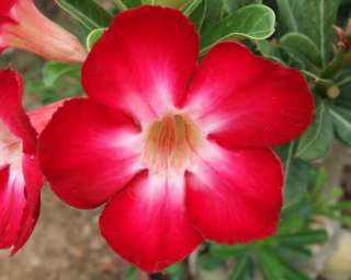 seeds Adenium,Red, Jackpot, Arabicum, Desert Rose  