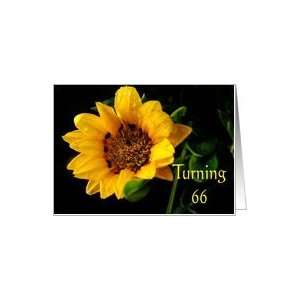  66th Birthday, yellow Gazania Card Toys & Games