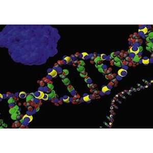   of Genetics DNA, RNA & Protein Synthesis DVD Industrial & Scientific