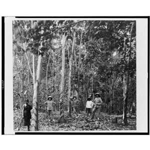  Five people among rubber trees,Singapore