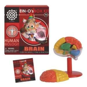  EIN O Human Brain Box Kit: Toys & Games