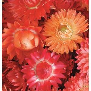  Davids Peach Non Hybrid Flower Strawflower (Bracteantha 