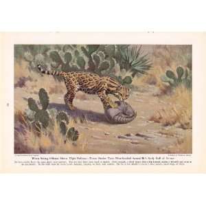  1943 Texas Ocelot   King of Cats and His Court   Vintage 