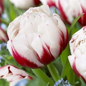  Double Late Tulip Bulbs Horizon Patio, Lawn & Garden