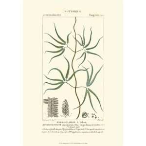 Turpin Botany II   Poster by Pierre Jean Francois Turpin 