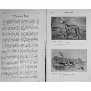   1916 Hare Coursing Miller Greyhound Tom Boy Bran Dogs