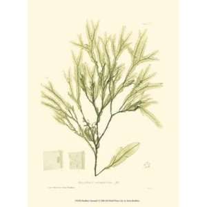  Henry Bradbury   Bradbury Seaweed I Canvas