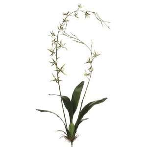  52 Brassia Orchid Plant Green (Pack of 4): Home & Kitchen