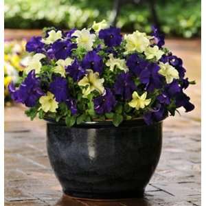 Davids Hybrid Flower Petunia Blueberry Lime Jam (Petunia X hybrida) 8 