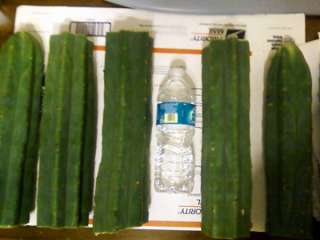 Actual photos of my San Pedro cactus cuts.. these photos do not do it 