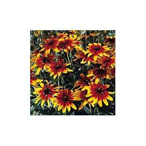  Organic Gloriosa Daisy   150 Seeds   Perennial Patio 