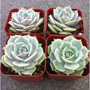  Teal Succulent 4 Pack Patio, Lawn & Garden