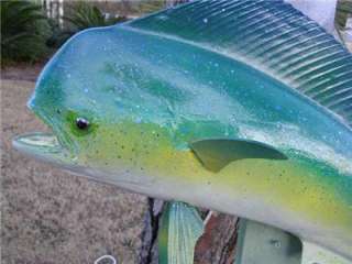 NEW Dorado/Bull Dolphin fish Mount Taxidermy  38 inch!  