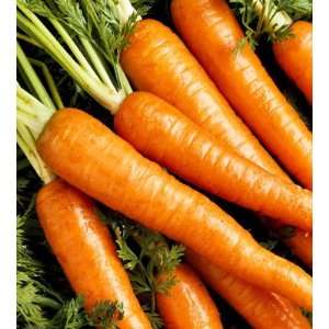  Carrot Danvers Heirloom Seeds 300 Seeds Patio, Lawn 