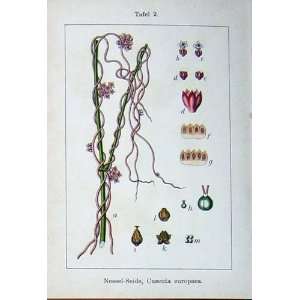  Flowers Sturms 1903 Cuscuta Europaea Convolvulus Sepium 