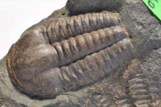 TR86  CLASSIC CAMBRIAN TRILOBITE Ellipsocephalus hoffi  