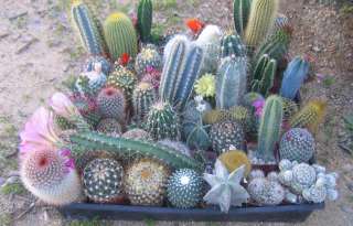 assorted CACTUS COLLECTION CACTI SPECIMENS LOT  