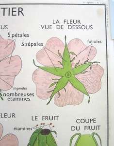 French Vintage School Poster Rose Flower Bud Botanical Garden  