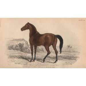   Colt 3rd Issue of Brood Mare & 2nd by the Black Arab: Home & Kitchen