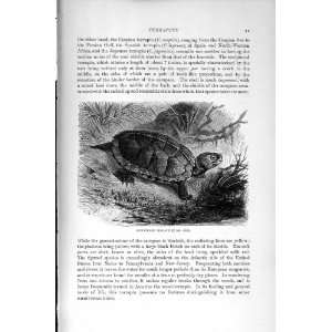    NATURAL HISTORY 1896 SCULPTURED TERRAPIN CARAPACE: Home & Kitchen