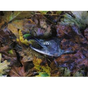Salmon Carcass in Leaves, Clayoquot Sound, Vancouver Island Premium 