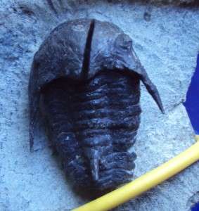   NATURAL KINGASPIS FOSSIL TRILOBITE. CAMBRIAN. PERFECT DISPLAY  