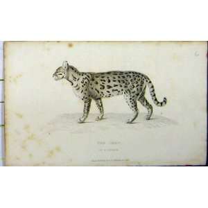  Chati Cat 1824 Natural History Whittaker Animal Print 
