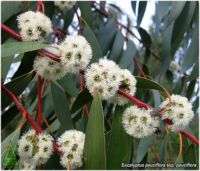 Eucalyptus pauciflora Snow Gum hardy FRAGRANT 50 seeds  