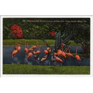   cranes, wading pool, Parrot Jungle, Miami, Florida
