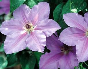 Clematis Ramona   Light Lavender Blue   Potted  