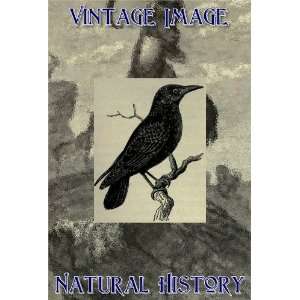   Art Card Greetings Card Vintage Natural History Image Common Starling