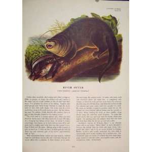 River Otter Rat Rats Shrew Mouse Rodent Color Old Print  