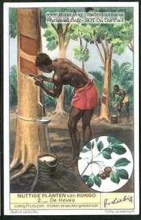Rubber Tree Plantation Africa Congo c60 Y/O Card  