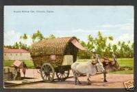 Cow Double Bullock Cart Ceylon Sri Lanka ca 1910  
