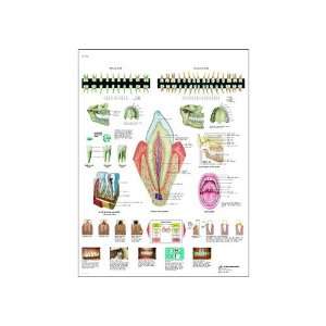   Chart (The Teeth Anatomical Chart, Spanish), Poster Size 20 Width x