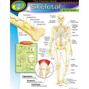  Quality value Chart Skeletal System Gr 5 8 17X22 By Trend 