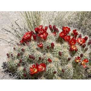 Claretcup Cactus Bloom, Needles District, Canyonlands National Park 