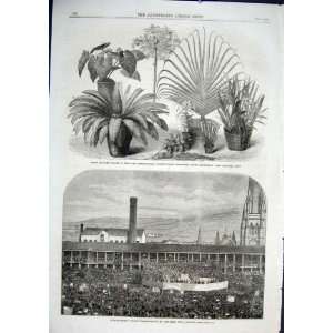  Sunday School Piece Hall Halifax 1866, Rare Plants
