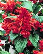 Salvia St Johns Fire 25 Flower Seeds*Deep Red**Baskets*  